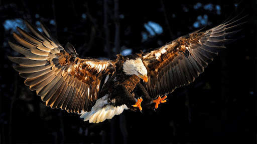 Eagle Live Wallpaper : 7fon & LWP screenshot 13