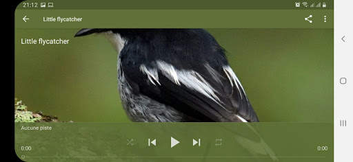 Bird Sounds screenshot 12
