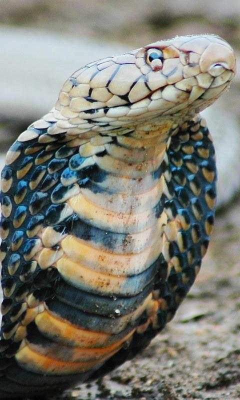 Snake Live Wallpaper - backgrounds hd 1 تصوير الشاشة