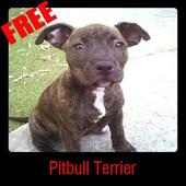 Pitbull Terrier on 9Apps