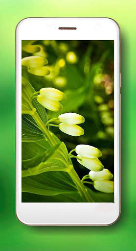 Spring Lilies live wallpaper screenshot 5