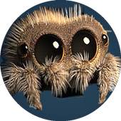 Lucas the Spider Lucas 1.0