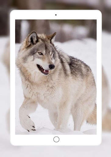 Wolf Wallpaper screenshot 9