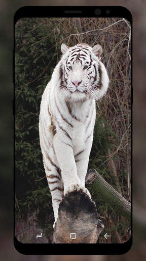 White Tiger Wallpaper HD screenshot 1