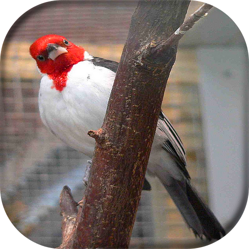 Canto de Galo de Campina icon