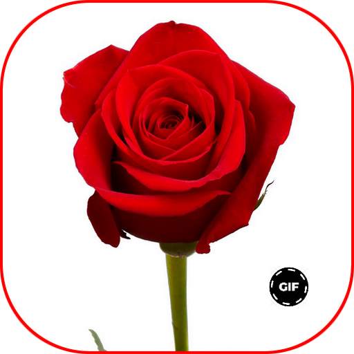 Red Roses Love GIF 1.0