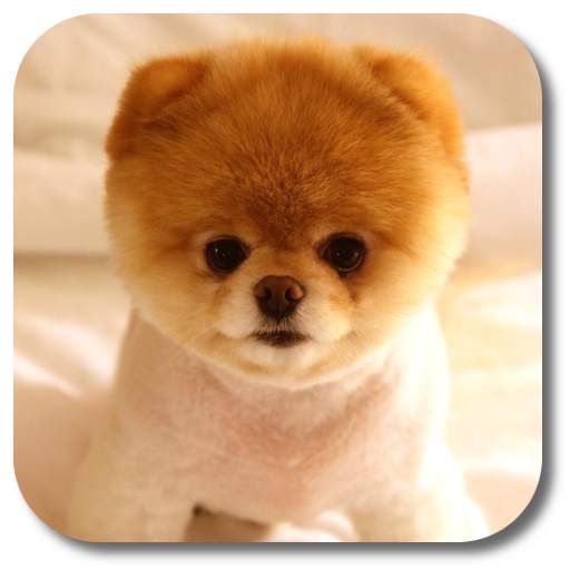 Pom Dog Live Wallpaper 1.6.0
