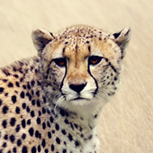 Cheetah Sounds icon