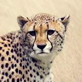 Cheetah Sounds 2.0