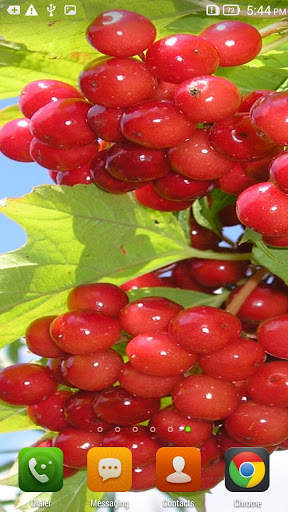 Guelder Rose HD Live Wallpaper screenshot 3