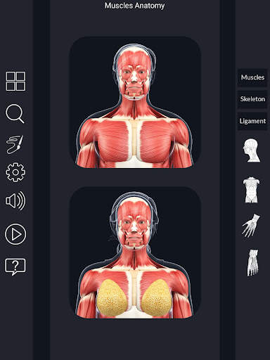My Muscle Anatomy screenshot 16
