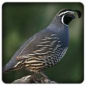 Quail Bird Sounds 1.0