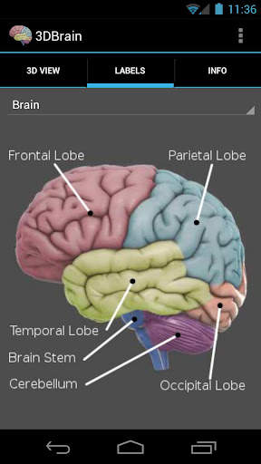 3D Brain screenshot 3