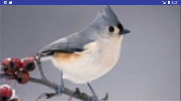 Bird Wallpapers: Beautiful Bird Images, Bird Pics screenshot 2