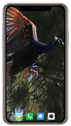 Peacock HD Wallpaper screenshot 9