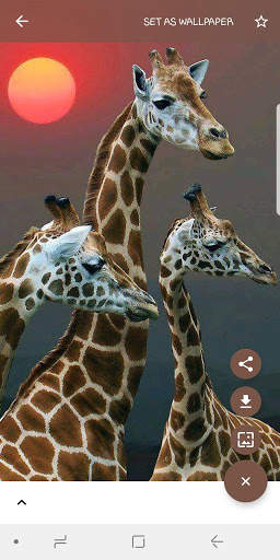 Animal and Birds Wallpapers स्क्रीनशॉट 4