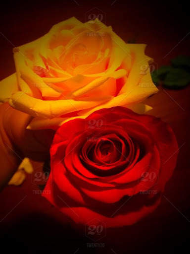 Flowers And Roses Animated Images Gif pictures 4K 1 تصوير الشاشة
