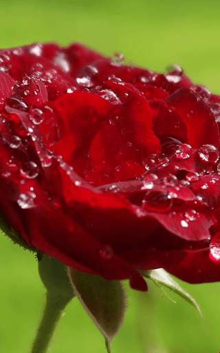 Red Rose Wallpaper screenshot 6
