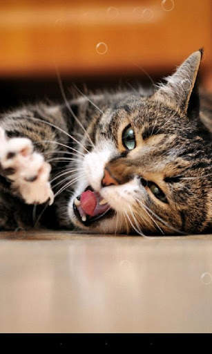 Lazy Cat Live Wallpaper screenshot 4
