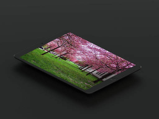 Cherry Blossom Wallpaper screenshot 11
