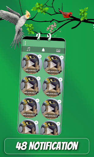 Bird Sound And Ringtones screenshot 3