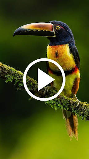 Animal Video Wallpaper screenshot 4