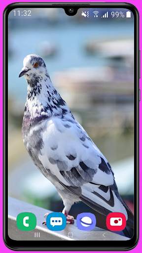 Pigeon Wallpaper Best HD screenshot 11