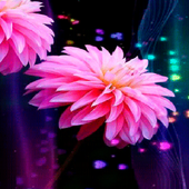 Pink Flowers Shine LWP icon