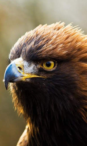Eagle Live Wallpaper : 7fon & LWP screenshot 3