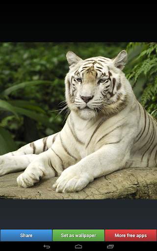 Big Cats HD Wallpapers screenshot 9