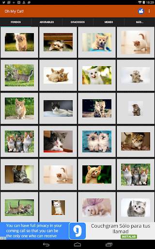 Gatos Fondos y fotos graciosas screenshot 7