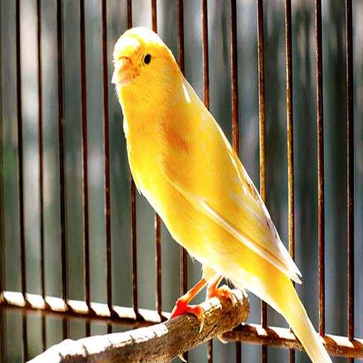 Canary sounds for education 1.0