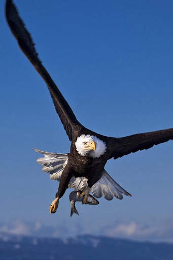 Eagle HD Wallpaper screenshot 1