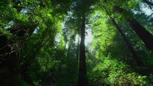 Jungle Live Wallpaper : 7fon & LWP screenshot 12