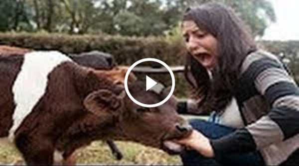 Latest Funny Videos screenshot 4