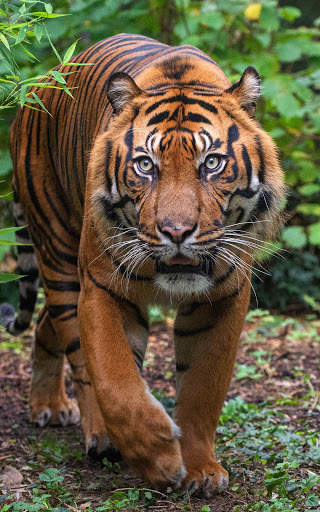 Tiger Wallpapers | hd backgrounds screenshot 5