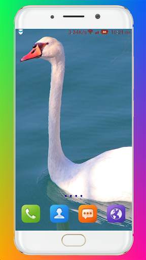 Swan Wallpaper HD screenshot 4