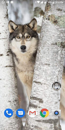 Free Wolf Wallpapers HD screenshot 3