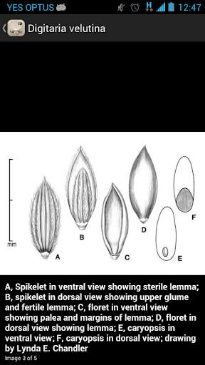 Federal Noxious Weeds Key screenshot 5