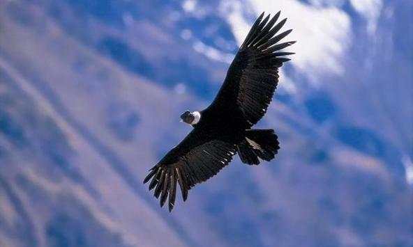 Condor wallpapers screenshot 2