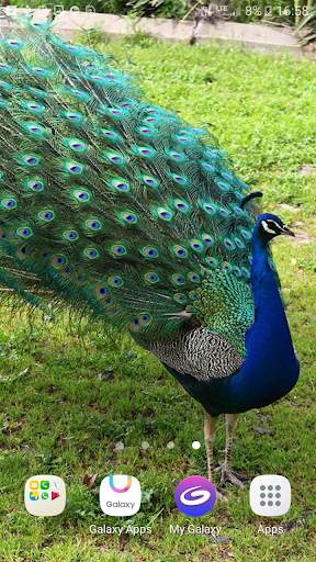 Peacock Live Wallpaper screenshot 4