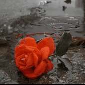 Rose In The Street Live Wallpa on 9Apps