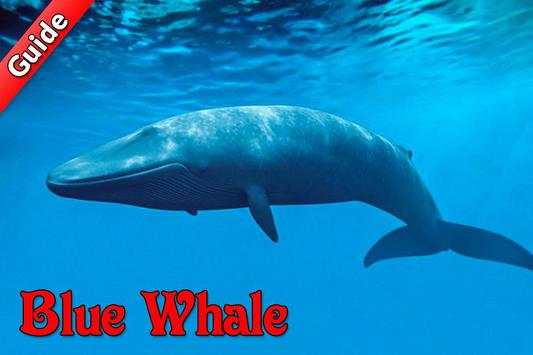 Guide for Blue Whale Suicide Game screenshot 2