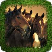 Angry Horses 1.0