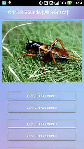 Cricket Sounds screenshot 1