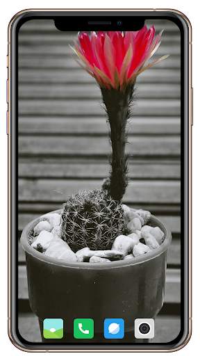 Cactus Flowers Wallpaper screenshot 16