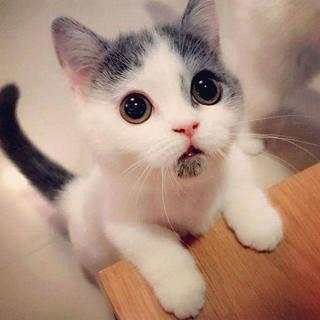 Cute and Funny Animals screenshot 12