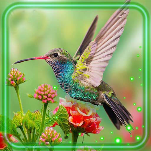 Hummingbird Cute 1.3