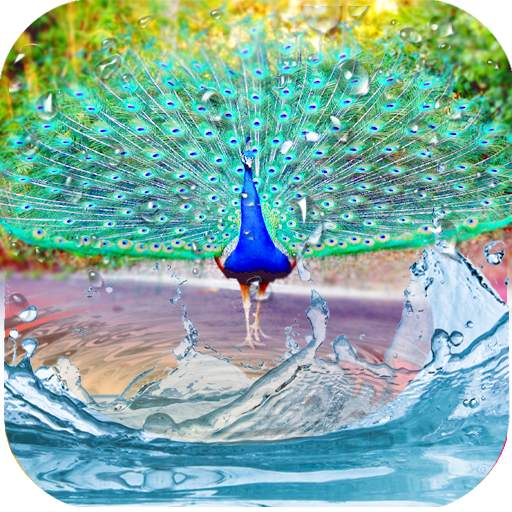 Peacock Feather Live Wallpaper 1.0.2