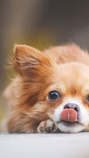 Chihuahua Wallpaper HD & 4k Backgrounds screenshot 2